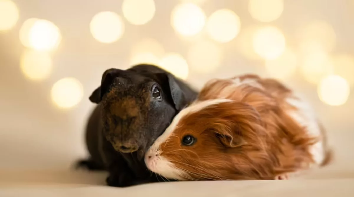 Porcușorul de Guineea (Cavia porcellus)