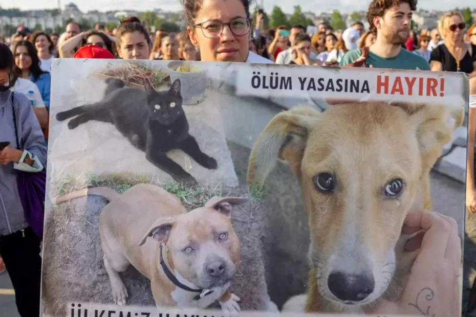 protest in istanbul luati-va mainile de pe animalele noastre