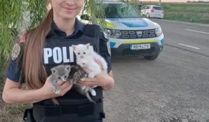 pui de pisica abandonati botosani