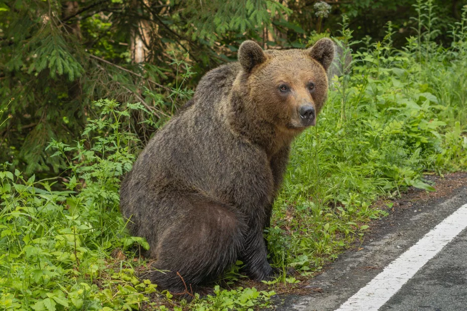 Monitorizarea urșilor la Băile Tușnad