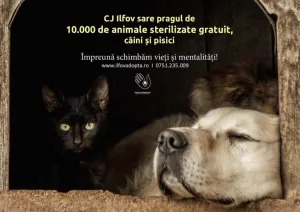 CJ Ilfov sare pragul de 10.000 de animale sterilizate gratuit, în mai puţin de trei ani