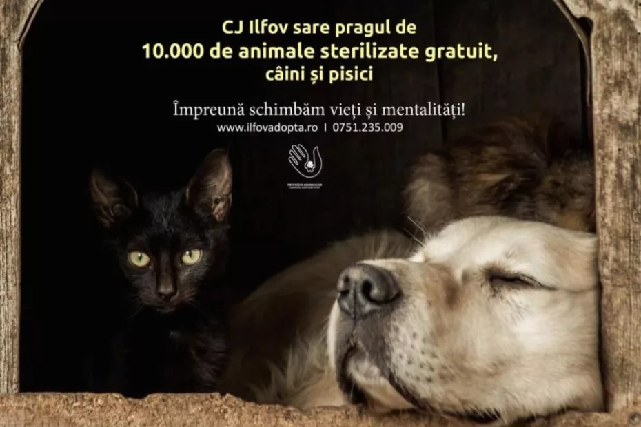 CJ Ilfov sare pragul de 10.000 de animale sterilizate gratuit, în mai puţin de trei ani