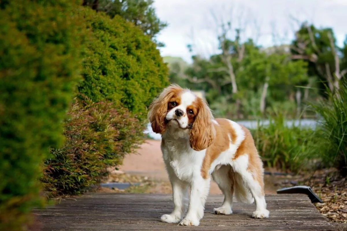 Cavalier King Charles