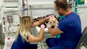 Recunoaștere la nivel mondial pentru medicina veterinară din România