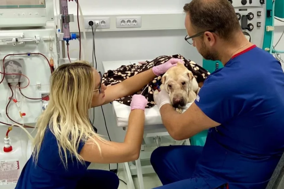 Recunoaștere la nivel mondial pentru medicina veterinară din România