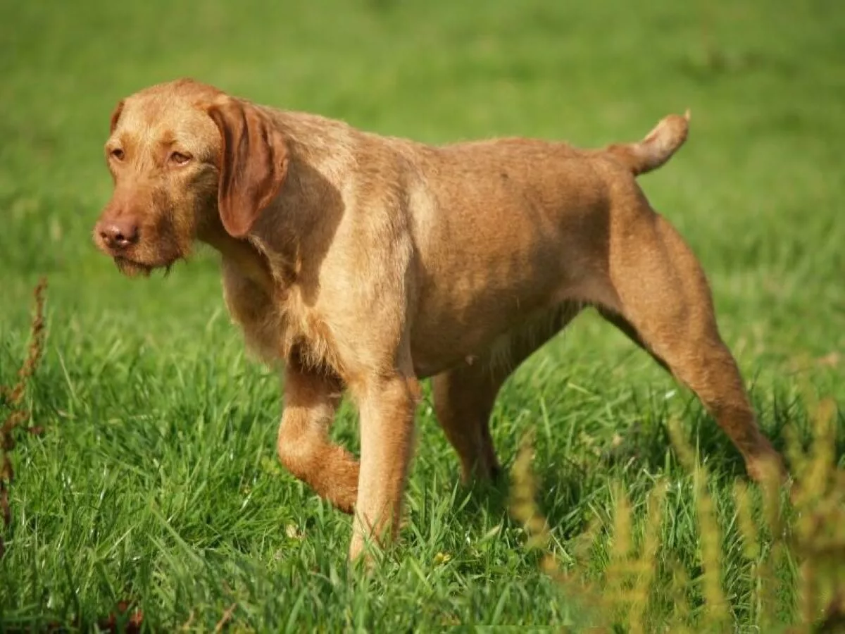 Vizsla Maghiară