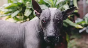 Xoloitzcuintli