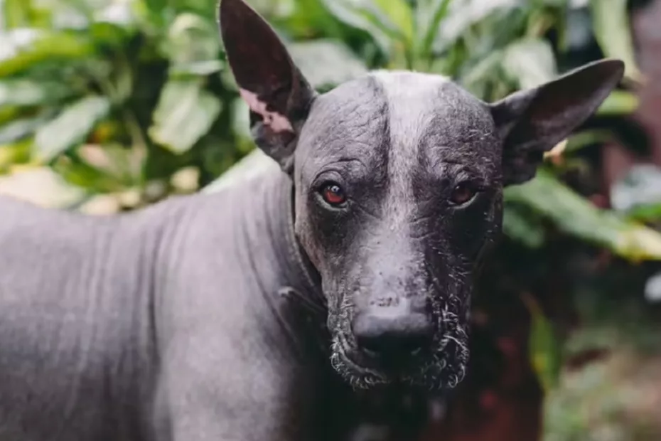 Xoloitzcuintli