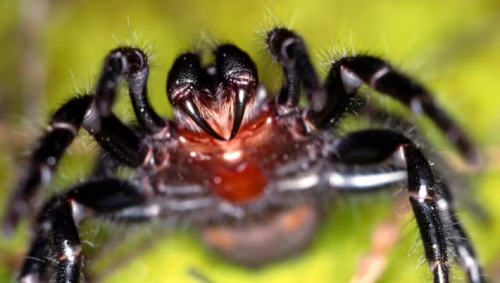 Păianjenul Sydney funnel-web este cu ușurință unul dintre cei mai veninoși păianjeni din lume.