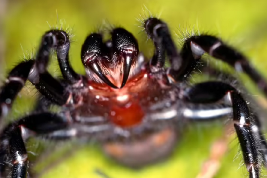 Păianjenul Sydney funnel-web este cu ușurință unul dintre cei mai veninoși păianjeni din lume.