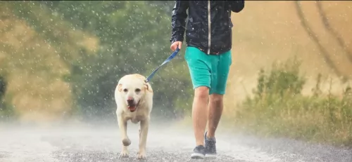 de ce câinele nu vrea să iasă în ploaie