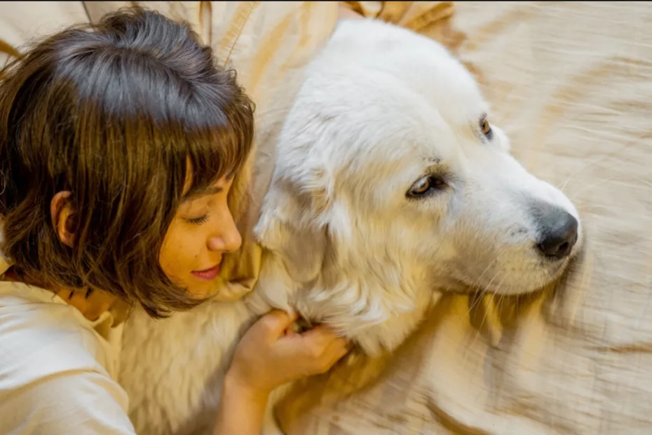 5 motive pentru care un câine nu ar trebui să doarmă în patul tău