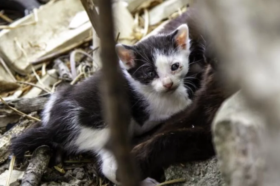 A abandonat cinci pisici infestate cu puric