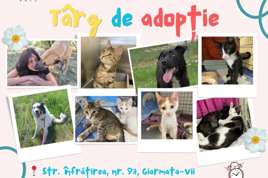 Timișoara: Târg de adopţii de căţei şi pisici