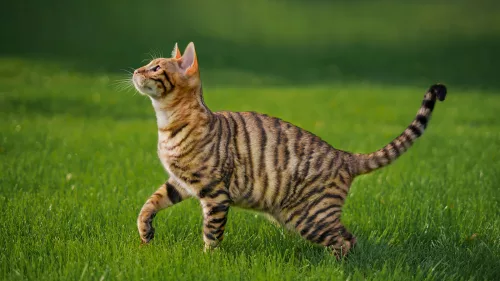 Toyger