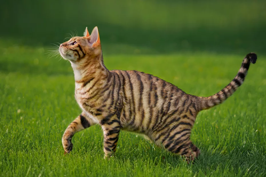 Toyger