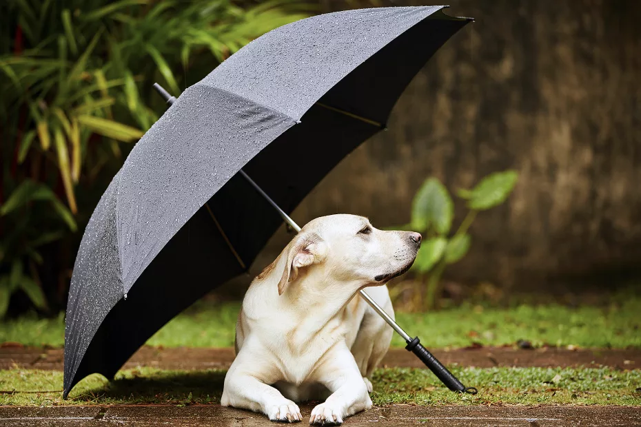 Câinii pot simți furtunile sau schimbările meteorologice?