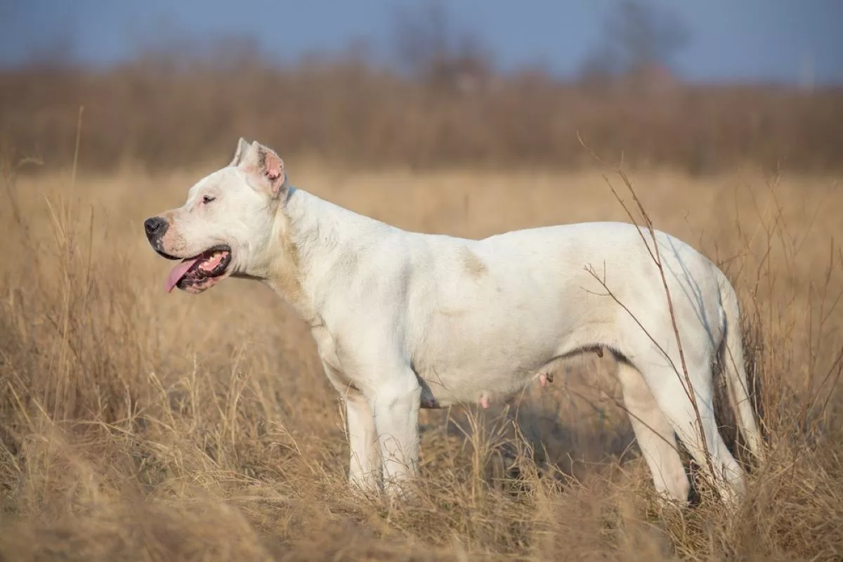 dog argentinian