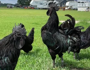 găina-Ayam-Cemani