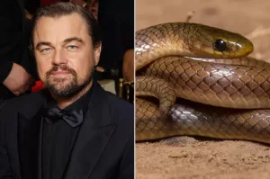 O specie de șarpe cu mulți dinți, recent descoperită, poartă numele lui Leonardo DiCaprio